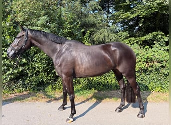 KWPN, Klacz, 4 lat, 170 cm