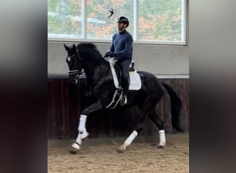 KWPN, Klacz, 4 lat, 170 cm, Skarogniada