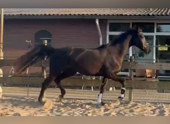 KWPN, Klacz, 4 lat, 170 cm, Skarogniada