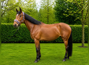 KWPN, Klacz, 4 lat, 171 cm, Gniada