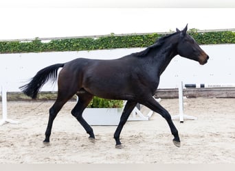 KWPN, Klacz, 4 lat, 172 cm, Ciemnogniada