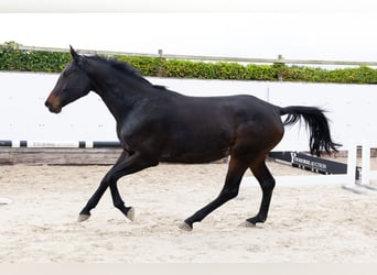 KWPN, Klacz, 4 lat, 172 cm, Ciemnogniada