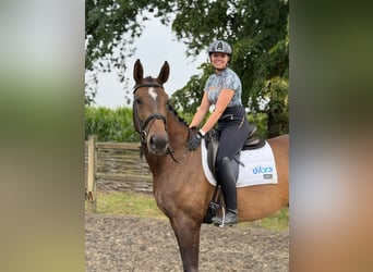KWPN, Klacz, 4 lat, 172 cm, Gniada