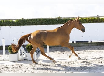 KWPN, Klacz, 4 lat, 172 cm