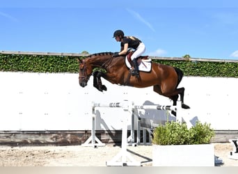 KWPN, Klacz, 4 lat, 175 cm, Gniada