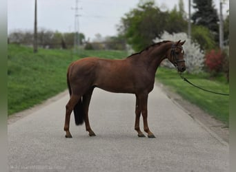 KWPN, Klacz, 5 lat, 147 cm, Gniada