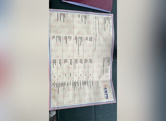 KWPN, Klacz, 5 lat, 160 cm, Ciemnogniada