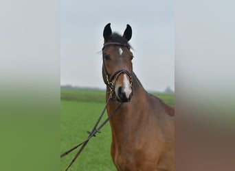 KWPN, Klacz, 5 lat, 160 cm, Gniada