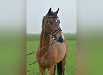 KWPN, Klacz, 5 lat, 160 cm, Gniada