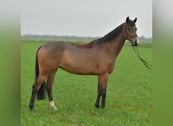 KWPN, Klacz, 5 lat, 160 cm, Gniada