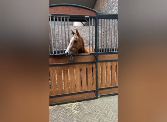 KWPN, Klacz, 5 lat, 160 cm, Kasztanowata