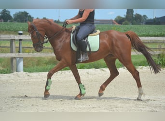 KWPN, Klacz, 5 lat, 161 cm, Kasztanowata