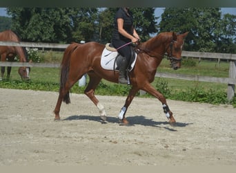 KWPN, Klacz, 5 lat, 161 cm, Kasztanowata