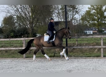 KWPN, Klacz, 5 lat, 164 cm, Ciemnogniada