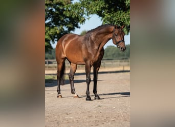KWPN, Klacz, 5 lat, 164 cm, Gniada