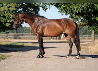 KWPN, Klacz, 5 lat, 164 cm, Gniada