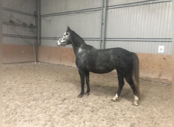 KWPN, Klacz, 5 lat, 164 cm, Siwa jabłkowita