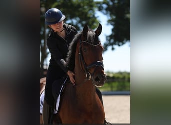KWPN, Klacz, 5 lat, 165 cm, Gniada