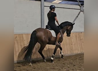 KWPN, Klacz, 5 lat, 165 cm, Gniada