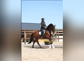 KWPN, Klacz, 5 lat, 165 cm, Gniada