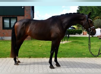 KWPN, Klacz, 5 lat, 166 cm, Gniada