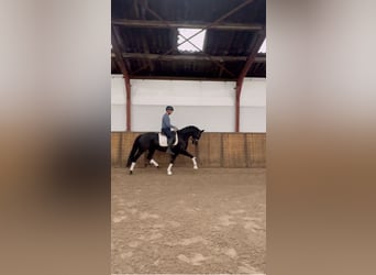 KWPN, Klacz, 5 lat, 166 cm, Kara