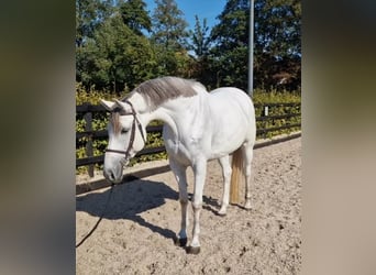 KWPN, Klacz, 5 lat, 166 cm, Siwa