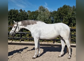 KWPN, Klacz, 5 lat, 166 cm, Siwa