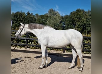 KWPN, Klacz, 5 lat, 166 cm, Siwa