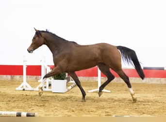 KWPN, Klacz, 5 lat, 167 cm, Gniada