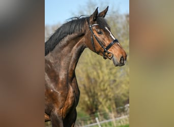 KWPN, Klacz, 5 lat, 167 cm, Gniada