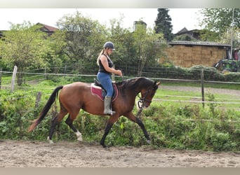 KWPN, Klacz, 5 lat, 167 cm, Gniada