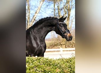 KWPN, Klacz, 5 lat, 167 cm, Kara