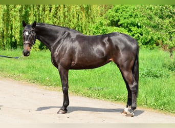 KWPN, Klacz, 5 lat, 167 cm, Skarogniada
