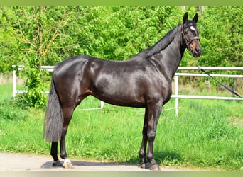 KWPN, Klacz, 5 lat, 167 cm, Skarogniada