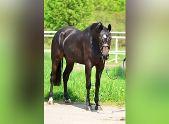KWPN, Klacz, 5 lat, 167 cm, Skarogniada