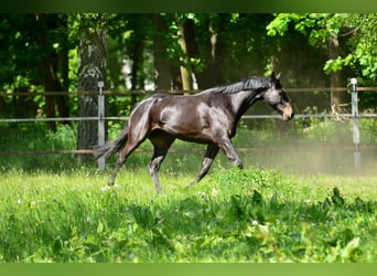 KWPN, Klacz, 5 lat, 167 cm, Skarogniada