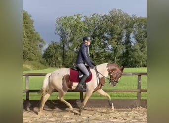 KWPN, Klacz, 5 lat, 167 cm, Srokata