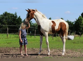 KWPN, Klacz, 5 lat, 167 cm, Srokata