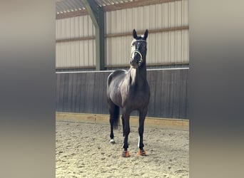 KWPN, Klacz, 5 lat, 168 cm, Ciemnogniada