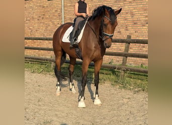 KWPN, Klacz, 5 lat, 168 cm, Gniada