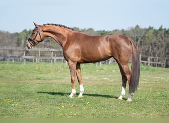 KWPN, Klacz, 5 lat, 168 cm, Jasnogniada