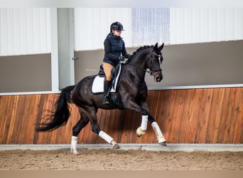 KWPN, Klacz, 5 lat, 168 cm, Skarogniada