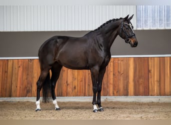 KWPN, Klacz, 5 lat, 168 cm, Skarogniada