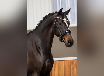 KWPN, Klacz, 5 lat, 168 cm, Skarogniada