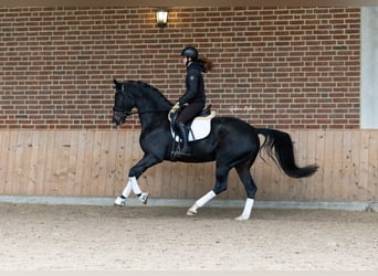 KWPN, Klacz, 5 lat, 168 cm, Skarogniada