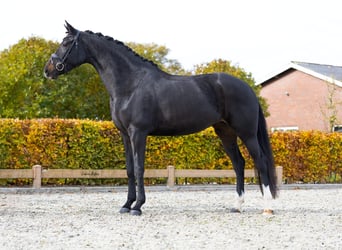 KWPN, Klacz, 5 lat, 168 cm, Skarogniada