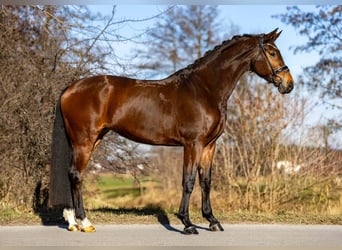 KWPN, Klacz, 5 lat, 169 cm, Gniada