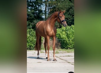 KWPN, Klacz, 5 lat, 169 cm, Kasztanowata