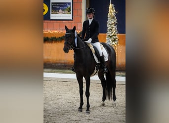 KWPN, Klacz, 5 lat, 169 cm, Skarogniada